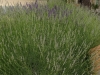 vrsar_2012_078